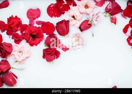 Schöne rote und rosafarbene Rosen in einem Milchbad. Konzept von Spa-Behandlungen, Entspannung, Spa, Therapie Stockfoto