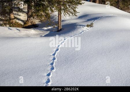 Fußabdrücke von Schneehasen, Wintersaison. Wald von Seefeld in Tirol. Österreichische Alpen. Europa. Stockfoto