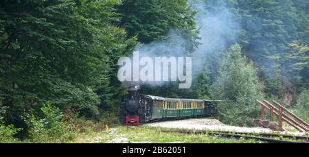 Fahrende Holzbrenner-Lok von Mocanita (Maramures, Rumänien). Der alte Zug liegt vor grünem Waldgrund. Stockfoto