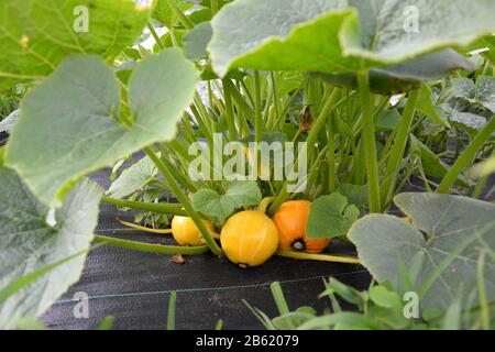 Winterkürbis Pottimarron wächst im Garten Stockfoto