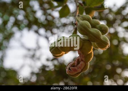 März 2020 in Ratchaburi, Thailand: Blick auf reife Pithecellobium dulce-Früchte an einem Baum..Die Ernte des Pithecellobium dulce, auch bekannt als Madras Thorn, ist von Dezember bis März. (Bild: © Vachira Kalong/SOPA Bilder über ZUMA Draht) Stockfoto