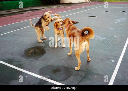 Hunde spielen im park Stockfoto