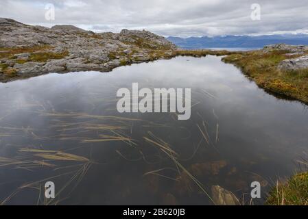 Lochan auf Meall a' Chuilinn mit schwimmendem Bur-Reed (Sparganium angustifolium), Ardgour, Schottland Stockfoto