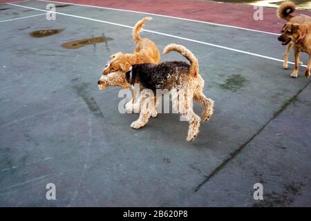 Hunde spielen im park Stockfoto