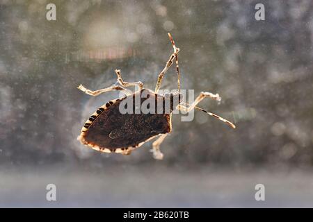 Stink-Fehler im Fenster Stockfoto