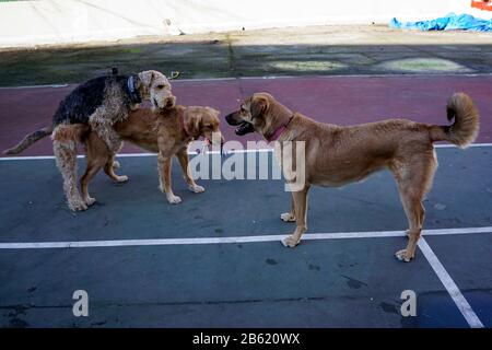 Hunde spielen im park Stockfoto