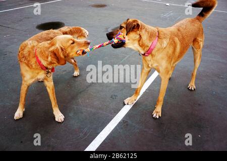 Hunde spielen im park Stockfoto