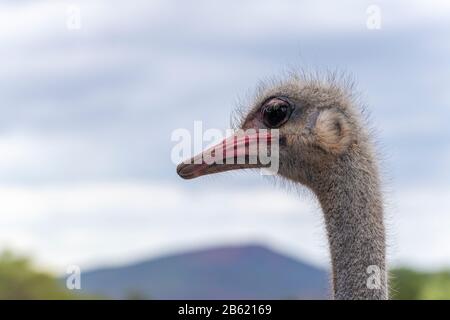 Nahaufnahme von Straußkopf und Hals - Garden Route, Oudtshoorn, Western Cape Province, Südafrika Stockfoto