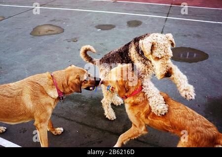 Hunde spielen im park Stockfoto