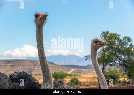 Zwei Straußköpfe und -Hälse - Garden Route, Oudtshoorn, Western Cape Province, Südafrika Stockfoto