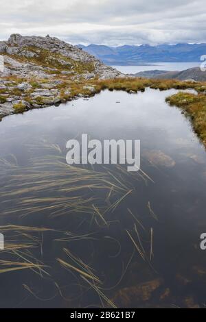 Lochan auf Meall a' Chuilinn mit schwimmendem Bur-Reed (Sparganium angustifolium), Ardgour, Schottland Stockfoto