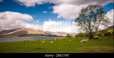 Schafe grasen auf der Weide neben Loch Eil unter den Bergen von Ardgour in der Nähe von Fort William in den Highlands von Schottland. Stockfoto