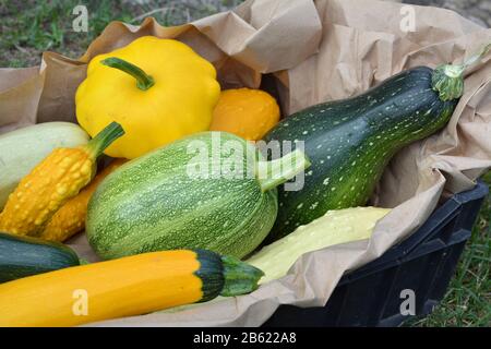 Sommerliche Squashernte Stockfoto