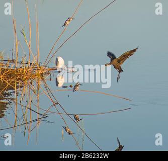 Glänzende Ibis Plegadis falcinellus Landing in Schilf von Flussufer mit gebratenen Eisvogel Ceryle rudis Stockfoto