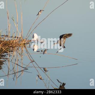 Glänzende Ibis Plegadis falcinellus Landing in Schilf von Flussufer mit gebratenen Eisvogel Ceryle rudis Stockfoto