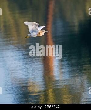 Squacco Heron ardeola ralloides Wildvogel fliegt über Flusswasser mit Spiegelung der Palme im Hintergrund Stockfoto