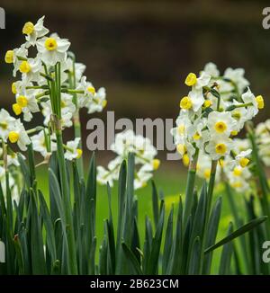 Daffodil-Narcissus tazetta var. chinensis, in Blume in einem Devon Garten, März 2020 Stockfoto