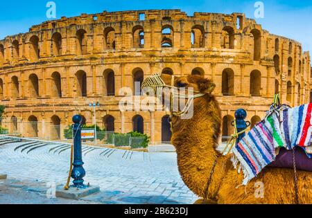 Kamel und Amphitheater von El Jem. El Jem. Tunesien, Afrika. Stockfoto