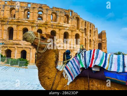 Kamel und Amphitheater von El Jem. El Jem. Tunesien, Afrika. Stockfoto