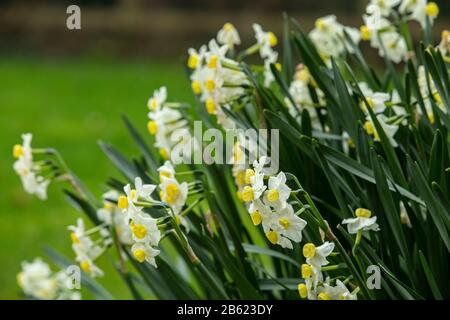 Daffodil-Narcissus tazetta var. chinensis, in Blume in einem Devon Garten, März 2020 Stockfoto