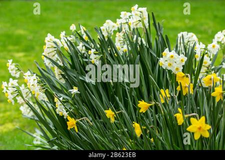 Eine Auswahl von Daffodils, einschließlich der weißen Narzisse tazetta var. chinensis, in Blume in einem Devon Garten, März 2020 Stockfoto