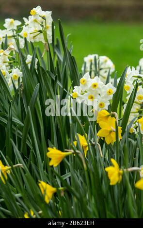 Eine Auswahl von Daffodils, einschließlich der weißen Narzisse tazetta var. chinensis, in Blume in einem Devon Garten, März 2020 Stockfoto