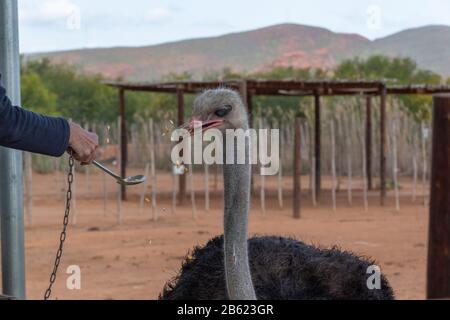 Besucher füttern Mais an einen Strauß auf der Safari Ostrich Farm an der Garden Route, Oudtshoorn, Western Cape Province, Südafrika Stockfoto