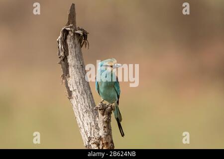 Abessinische Walze, Coracias abyssinicus, Erwachsene auf Baumstumpf, Gambia Stockfoto