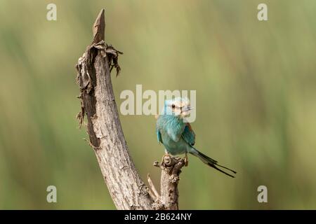 Abessinische Walze, Coracias abyssinicus, Erwachsene auf Baumstumpf, Gambia Stockfoto