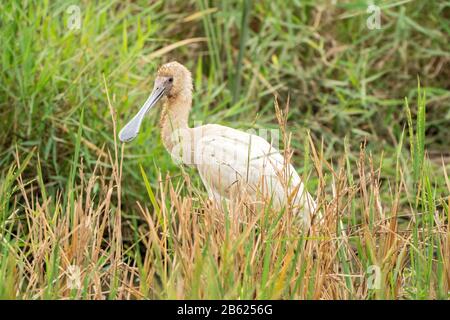 Afrikanischer Spoonbill, Platalea alba, Erwachsener, der in der Vegetation steht, Gambia Stockfoto