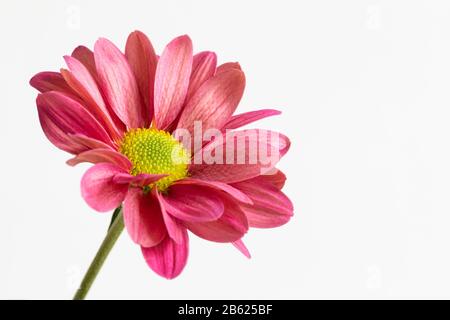 Makroaufnahme eines schönen, rosafarbenen Chrysanthemums, das vor einem weißen Hintergrund isoliert ist Stockfoto