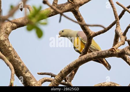 Bruce's grüne Taube, Treron Waalia, adultes Futter auf Obst in Baum, Gambia Stockfoto