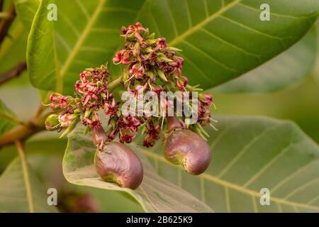 Cashew Nussfrucht, Anacardium occidentale, wächst in Gambia Stockfoto