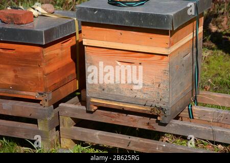 Bienenstöcke in der Frühlingsonne mit fliegenden Bienen, Holzbienengehege im Garten mit Startbienen Stockfoto