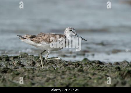 Gemeinsamer Grünschaft, Tringa Nebularia, Fütterung am Strand, Gambia Stockfoto