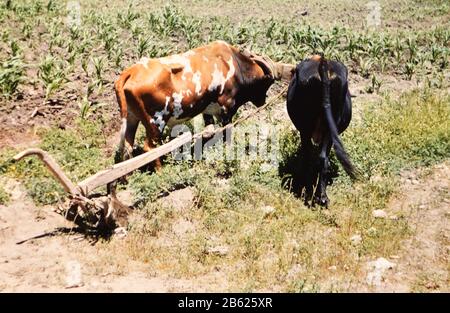 Ein Team von Ochsen mit Pflug auf einer Farm in Mexiko - EIN typischer Modus für das Pflügen eines Feldes in den 1950er Jahren mexiko Ca. 1950-1955 Stockfoto