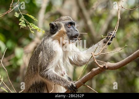 Grüner Affe oder Kallitrix-Affe, Chlorocebus sabaeus, Nahaufnahme von Erwachsenen bei der Baumfütterung an Früchten, Gambia Stockfoto