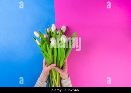 Frau in Hand mit Maniküre schöne rosafarbene Tulpen auf pinkfarbenem und blauem Hintergrund, flachem Lay, Frühlings- und Urlaubskonzept Stockfoto