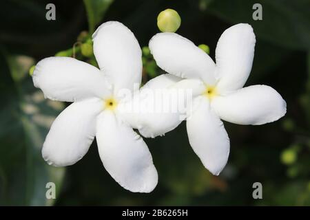 Pinwheel Blume Tabernaemontana divaricata Stockfoto