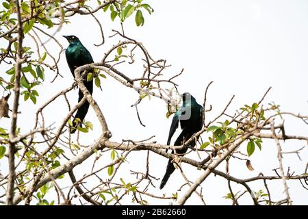 Langschwänziger Hochglanzstarrling, Lamprotornis caudatus, zwei Vögel, die in Baum, Gambia, gehiefen sind Stockfoto