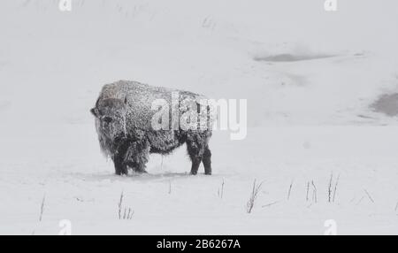 American Bison Buffalo Stockfoto