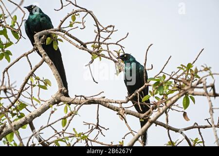 Langschwellige Hochglanzstarrung, Lamprotornis caudatus, zwei Erwachsene im Baum, Gambia Stockfoto