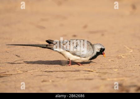 Namaqua Dove, Oena Capensis, Erwachsene, männliche Fütterung auf dem Boden, Gambia Stockfoto