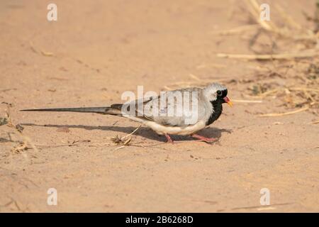 Namaqua Dove, Oena Capensis, Erwachsene, männliche Fütterung auf dem Boden, Gambia Stockfoto