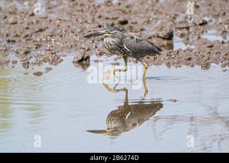 Gestreifter Reiher oder grün unterhalbener Reiher, Butorides Striata, Erwachsener, der beim Fischfang auf weichem Schlamm läuft, Gambia Stockfoto