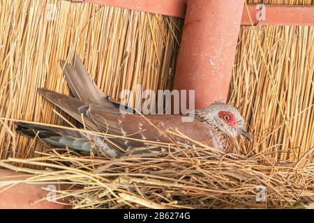 Gesprenkelte Taube, Columba-Meerschweinchen, Erwachsene sitzen auf dem Nest im künstlich anfertigen Gebäude in Gambia Stockfoto