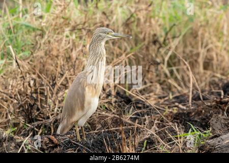 Squacco Heron, Ardeola ralloides, Erwachsener, der in kurzer Vegetation steht, Gambia Stockfoto