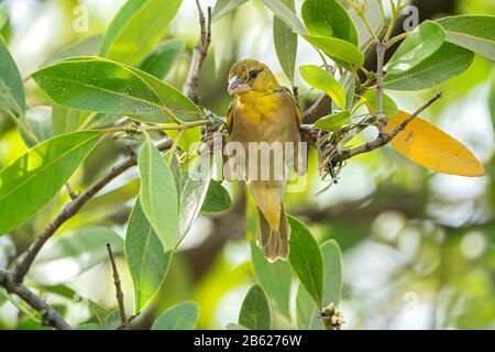 Dorfweber, Ploceus cucullatus, ausgewachsenes männliches Bauernest in Baum, Gambia Stockfoto