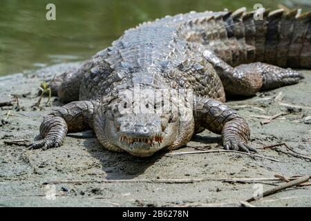 Westafrikanisches Krokodil, Crocodylus suchus, Erwachsene, die am Flussufer in Gambia ruhen Stockfoto