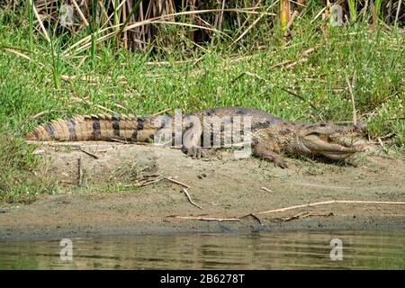 Westafrikanisches Krokodil, Crocodylus suchus, Erwachsene, die am Flussufer in Gambia ruhen Stockfoto